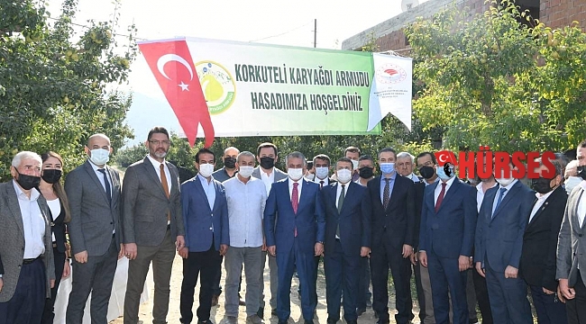 Vali Yazıcı, Karyağdı Armudunun hasadını gerçekleştirdi