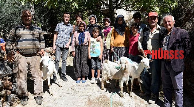 Yangınzedelere küçükbaş hayvan desteği