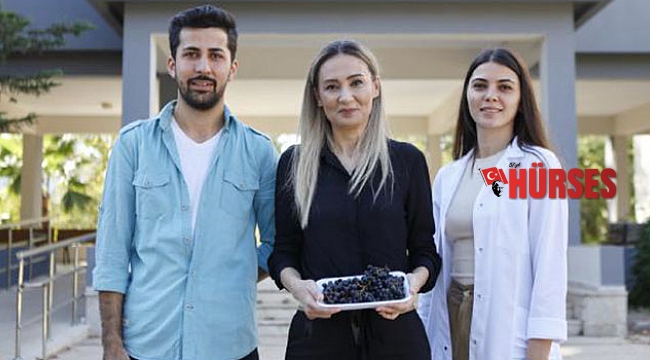 Amerika'nın süper meyvesi 'aronya', Antalya'da yetiştiliyor