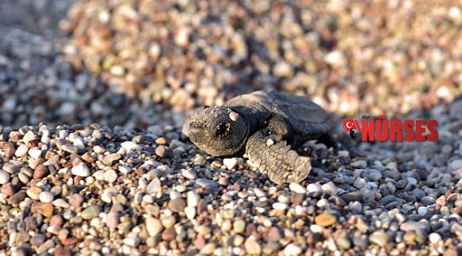 Çıralı'da 3 bin 24 yavru caretta caretta denizle buluştu
