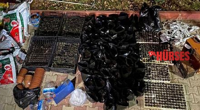 Elmalı'da seraya uyuşturucu baskını