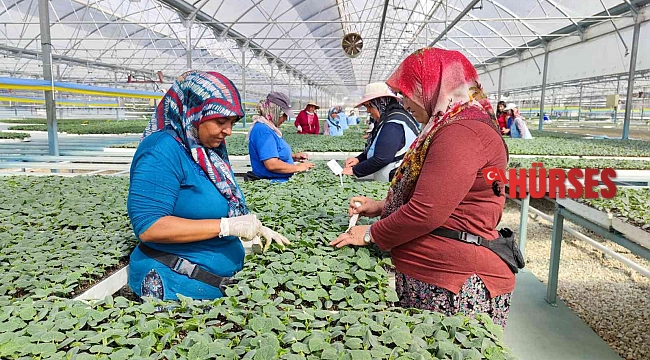 Fide üretim tesisleri 5 bin kadına ekmek kapısı oluyor