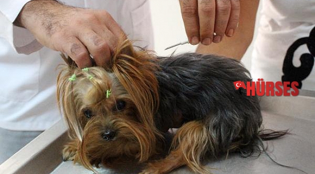 Köpekler 2021, kediler 2022 sonuna kadar çiplenecek