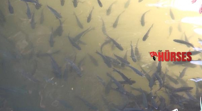 Oksijeni azalan derede balıklar su yüzeyine çıktı