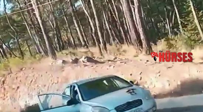 Otomobil ağaca çarptı: 1 ölü, 1 yaralı