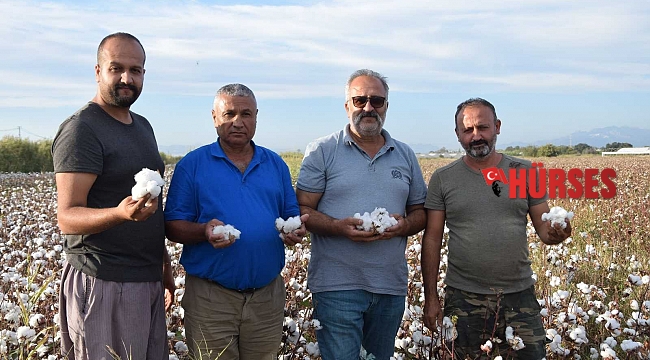 Pamuk fiyatı çiftçinin yüzünü güldürdü