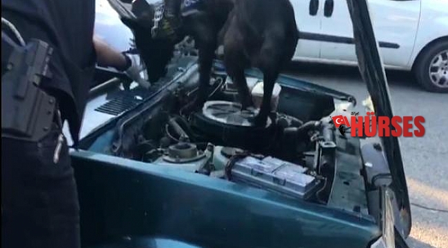 Polisten kaçan sürücünün otomobilinde uyuşturucu bulundu