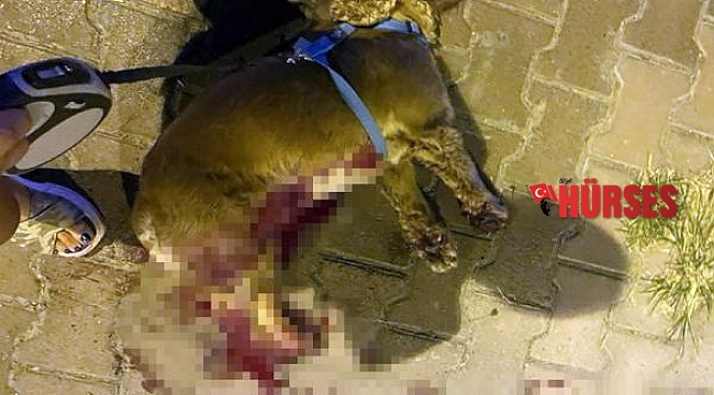 Tasmasız dolaştırılan pitbull, saldırdığı köpeği öldürdü