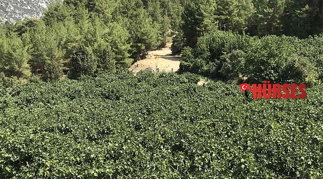Torosların yüksek kesimlerinde incirde hasat sezonu sona erdi
