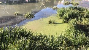 Yeşilırmak'ta tehlikeli yeşillik