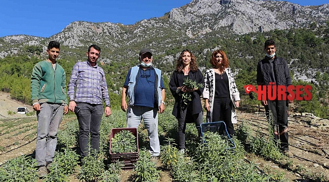 Akseki'de adaçayı hasatı yapılıyor