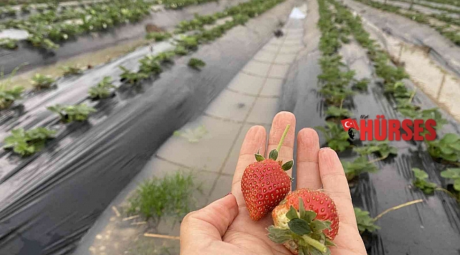 Antalya'da ekili alanlar ve çilek seraları sular altında kaldı