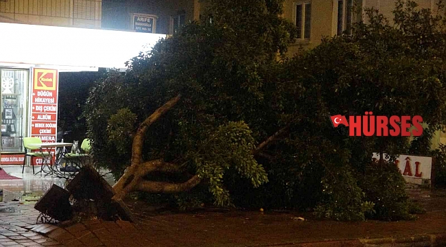 Antalya'da hortum ağaçları kökünden söktü