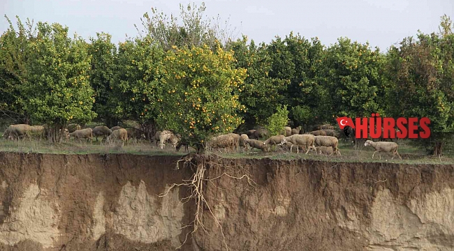 Aşırı yağışla kayan toprak, ağacın saçaklarını ortaya çıkardı