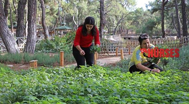 Büyükşehir'den aromatik bitkili 'Koku Bahçesi'