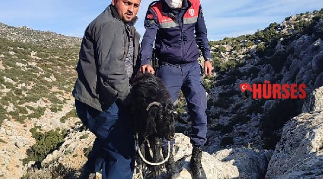 Dağdaki keçileri jandarma kurtardı