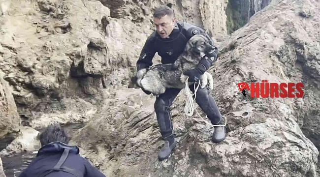Falezlerde mahsur kalan köpek deniz polisinin 'film gibi' operasyonuyla kurtarıldı