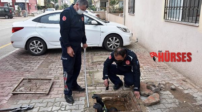 Foseptiğe düşen 4 yavru kediyi itfaiye kurtardı