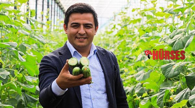 Kavungiller ailesinin acuru, Avrupa'nın salatalığı oldu