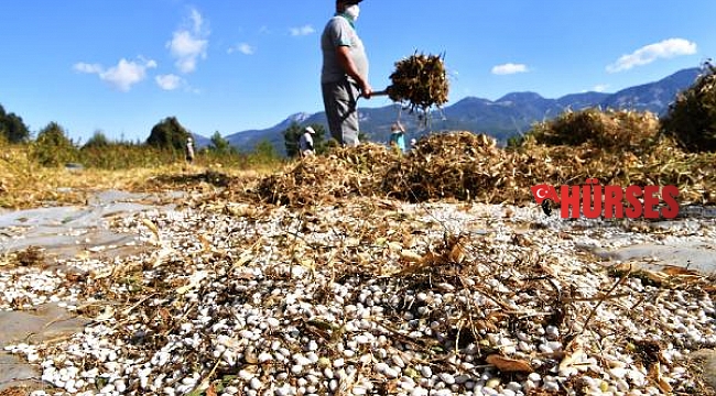 Konyaaltı'nda Çandır fasulyesinin hasadı tamamlandı