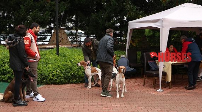 Köpekler ırk özelliklerine göre değerlendirildi
