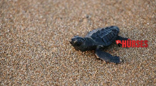 Manavgat'ta denize ulaşan yavru caretta caretta sayısı 2 kat arttı