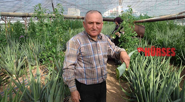 Sebzeden yeterli parayı kazanamayınca serasında aloe veraya yöneldi