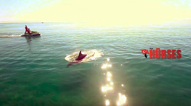 Sezonun bittiği Antalya'da sahiller yunuslara kaldı