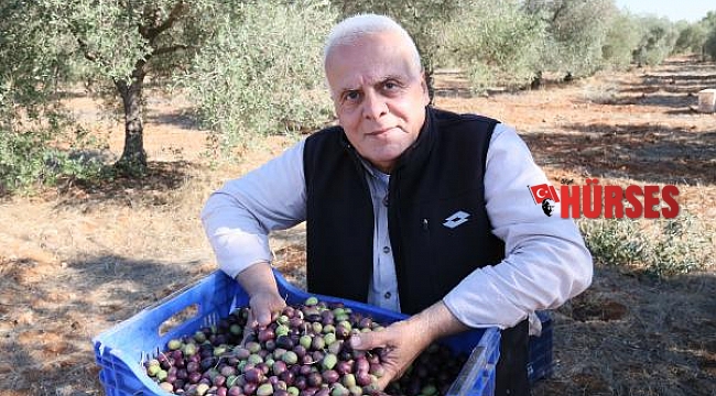 Yağmurla birlikte zeytin hasadı da gecikti