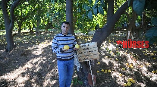 150 narenciye fidanı, 83 yılda 40 milyon ağaca dönüştü