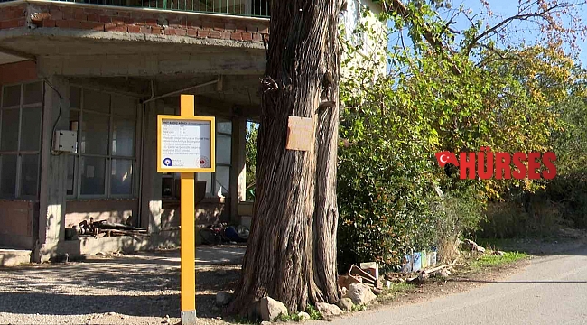 5 asırlık anıt ardıç ağacı tescillendi