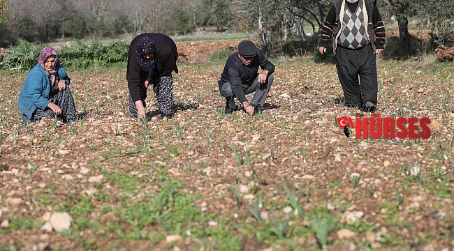Büyükşehir'den Tarım Kooperatifi'ne 10 bin adet nergis soğanı
