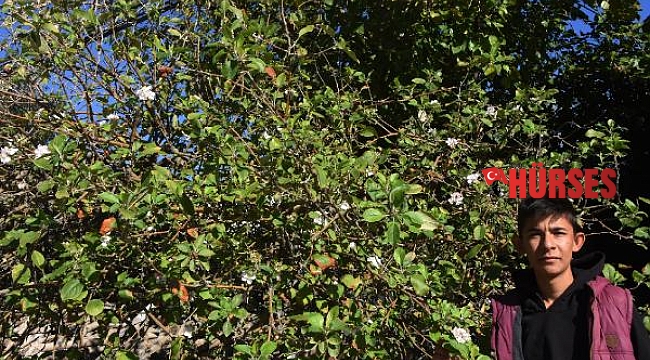 Demre'de mevsimini şaşıran elma ağacı çiçek açtı, diğeri de meyve verdi