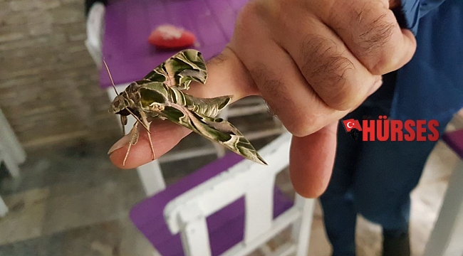 Ender görülen 'mekik kelebeği' Alanya'da koruma altına alındı