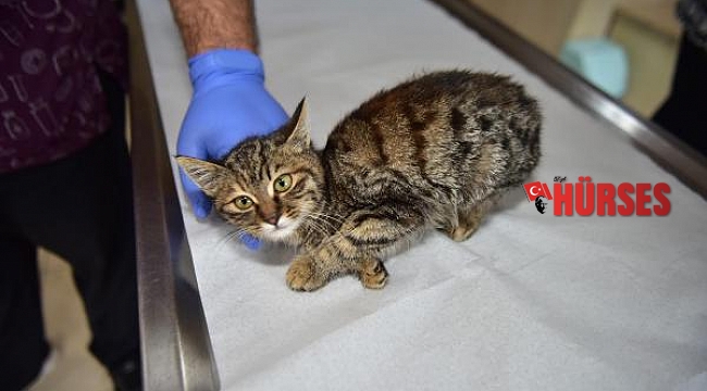 Kepez'in sokak hayvanları şefkatli ellerde