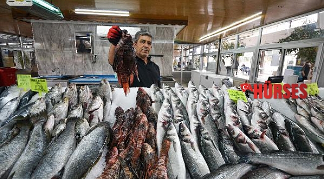 Kilosu 150 lirayı bulan zehirli aslan balığı yok satıyor
