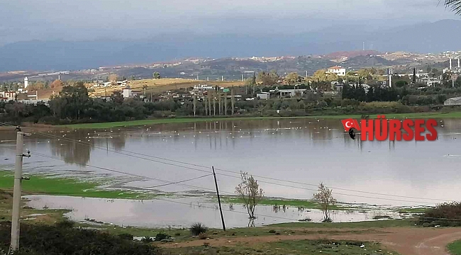 Manavgat'ta su basan ekili arazileri su kuşları istila etti