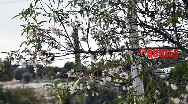 Mevsimini şaşıran badem ağacı çiçek açtı