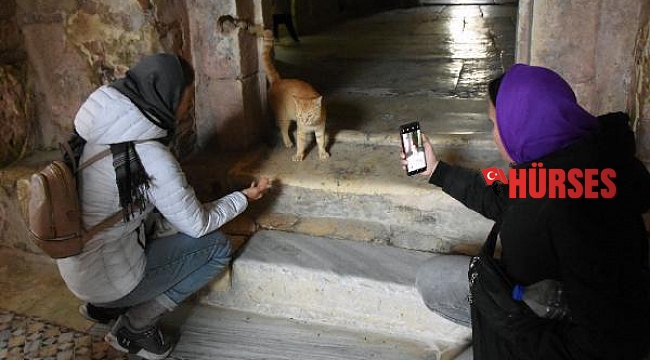 Noel Baba'nın anıt müzesinin sevimli maskotu, kedi