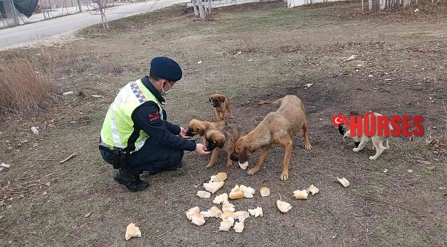 Ormana bırakılan sokak köpeklerine jandarma sahip çıktı