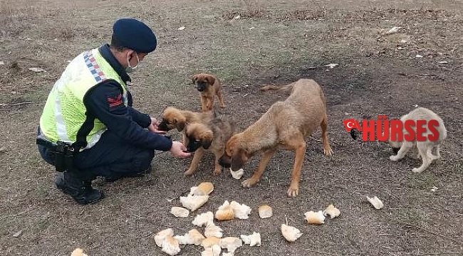 Sahipsiz köpekleri jandarma besledi