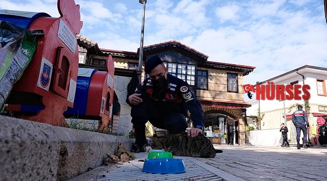 Sokak kedileri jandarma korumasında