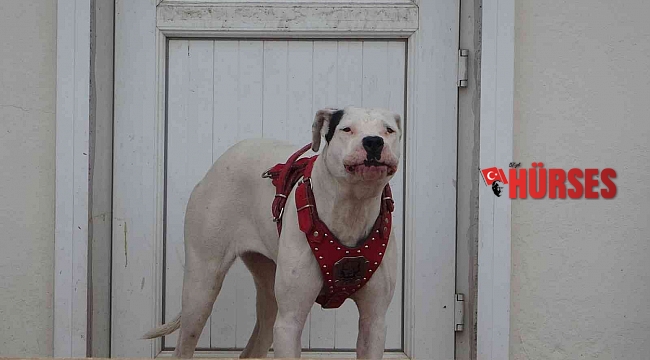 Terasa kilitlenip 5 saat boyunca havlayan köpek öğrencilere ders yaptırmadı