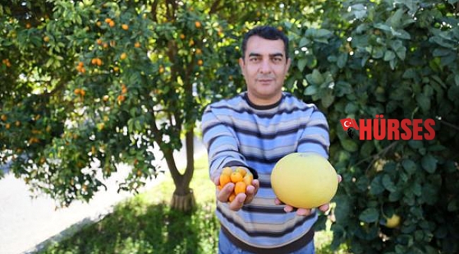 Turunçgillerin en irisi pomelo, en küçüğü kamkat