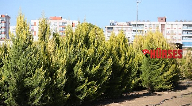 'Yılbaşı fidanlarını Manavgat'a dikin' çağrısı