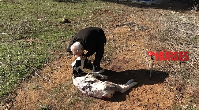 Aç kalan sokak köpekleri 5 günlük buzağıyı telef etti