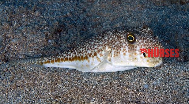  Antalya Körfezi'ndeki istilacı tür sayısı 67'ye yükseldi