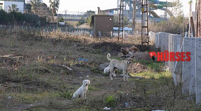 Antalya'da sokak köpeği tarafından ısırılan aşçı kadın kabusu yaşadı
