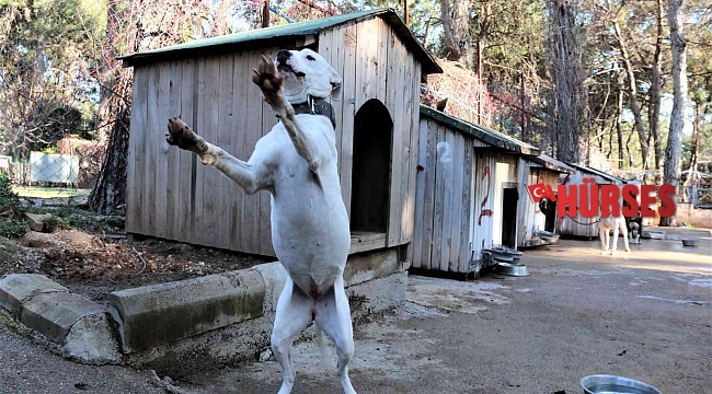 Antalya'da "Yasaklı tür" olan bin 663 adet köpek kayıt altına alındı