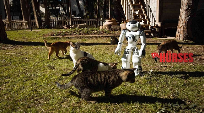 Hayvansever robot NAO, sokak hayvanlarını elleriyle besliyor